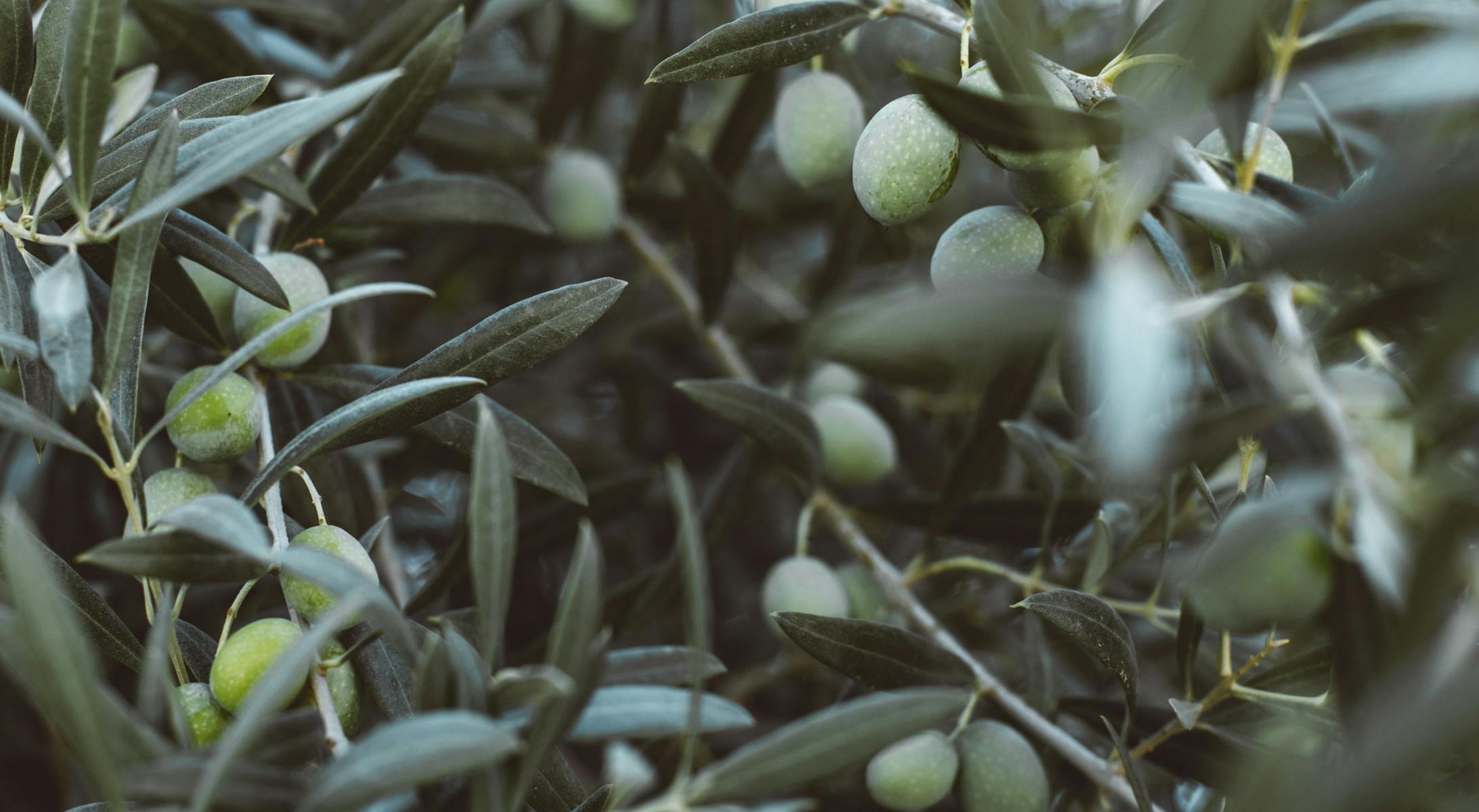 Olio Evo
