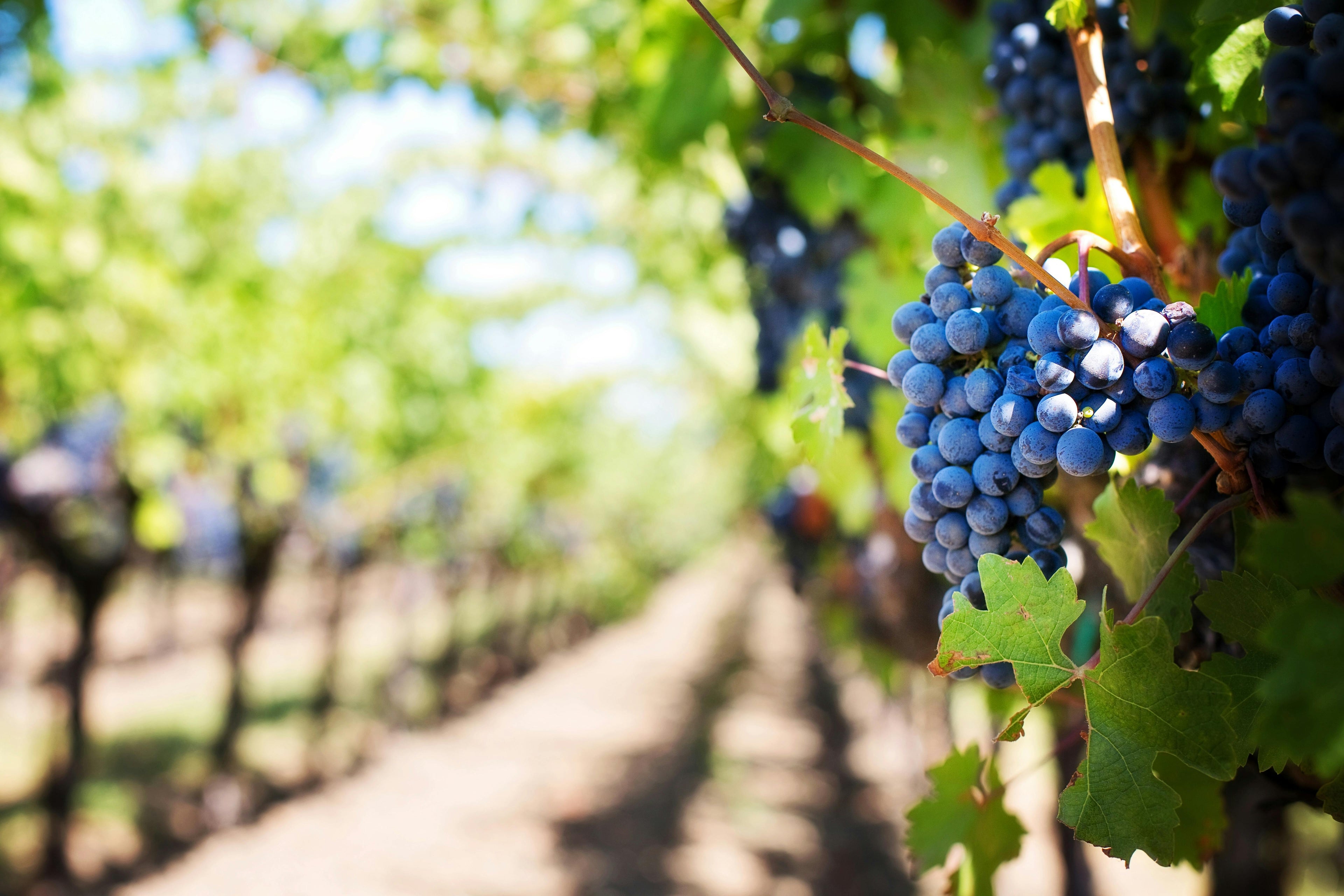 Vino