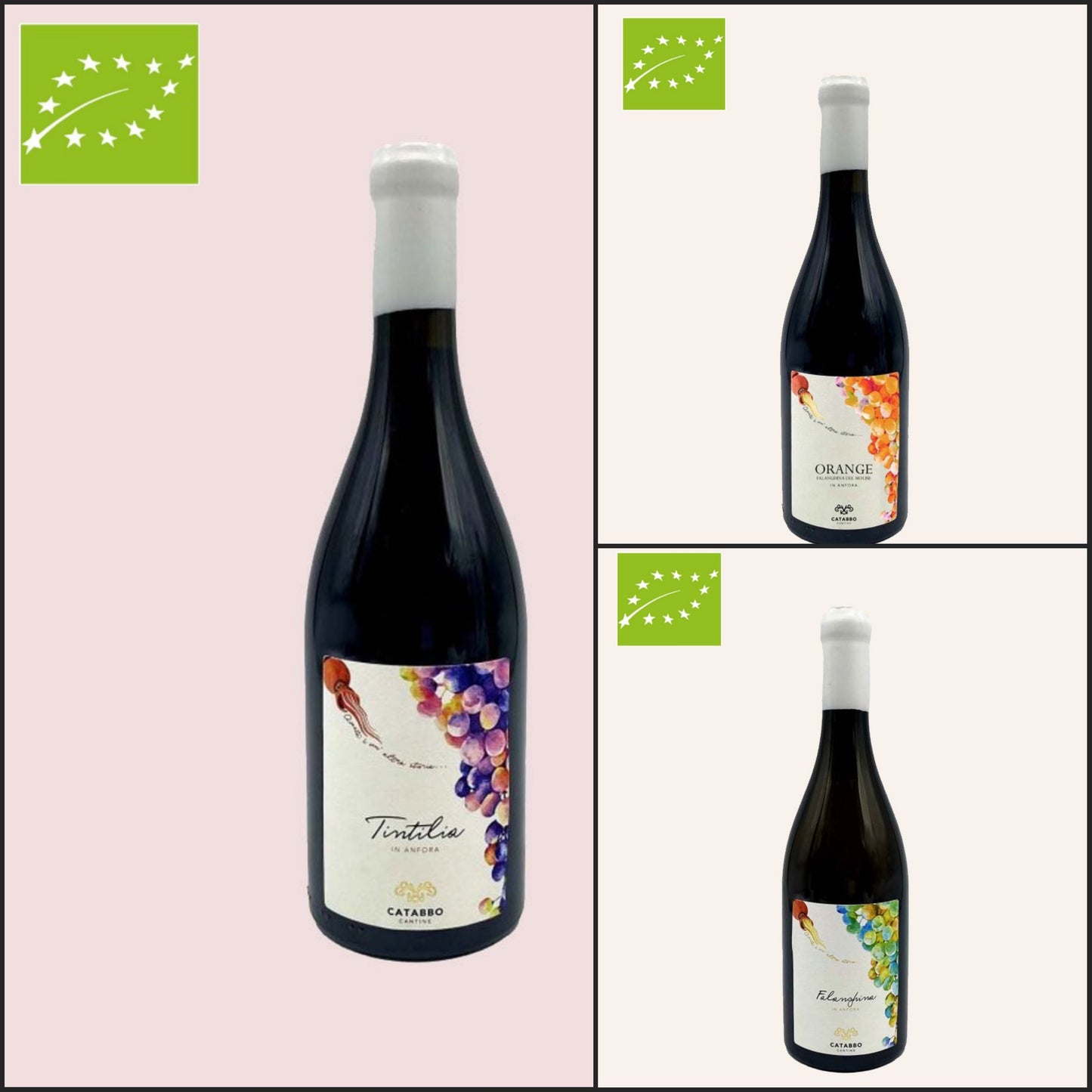 Boxwein in Amphore + in Öl