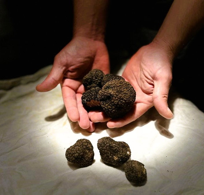 Tartufo nero estivo(Tuber aestivum vitt.)