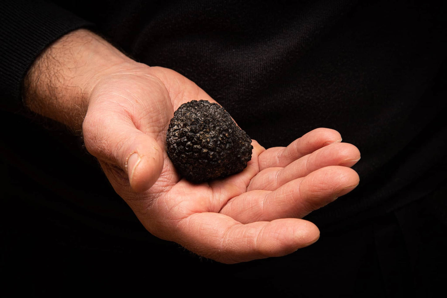Tartufo nero uncinato(Tuber uncinatum chatin)