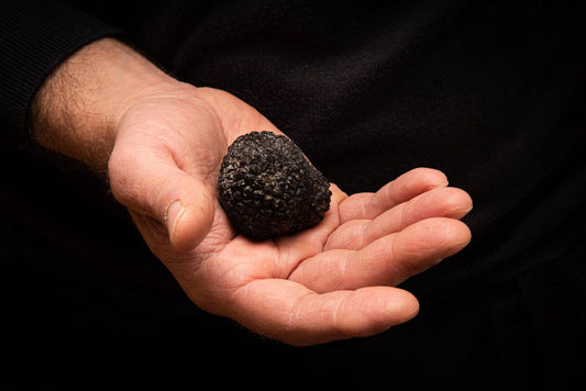 Tartufo nero uncinato(Tuber uncinatum chatin)