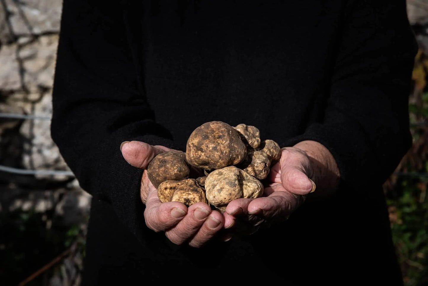 Tartufo bianco(Tuber magnatum pico)